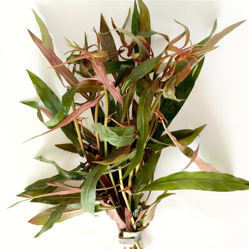 Ludwigia perennis in bundel